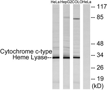 HCCS antibody