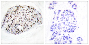 HDAC1 rabbit pAb
