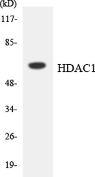 HDAC1 rabbit pAb