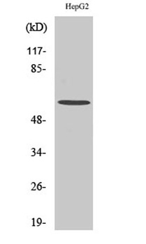 HDAC2 rabbit pAb