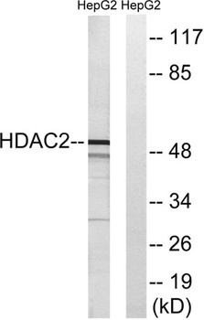 HDAC2 rabbit pAb