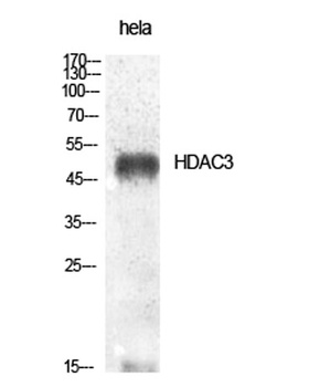 HDAC3 rabbit pAb