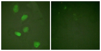 HDAC3 rabbit pAb
