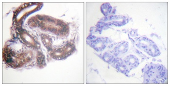HDAC3 rabbit pAb