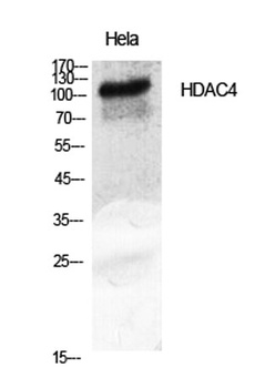 HDAC4 rabbit pAb Antibody