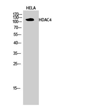 HDAC4 rabbit pAb