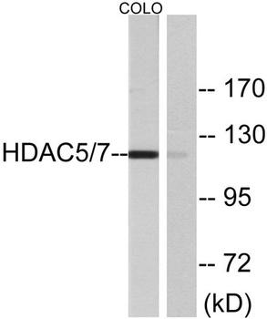 HDAC5 rabbit pAb