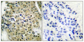 HDAC5/9 rabbit pAb