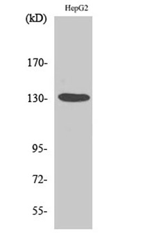 HDAC6 rabbit pAb