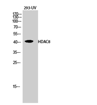 HDAC8 rabbit pAb