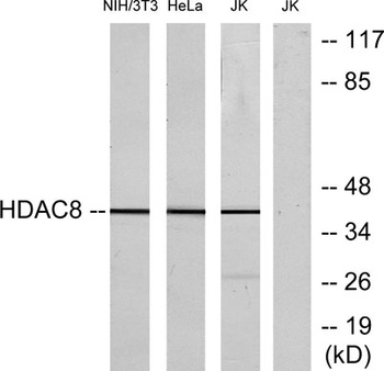 HDAC8 rabbit pAb