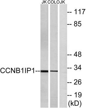 HEI10 antibody