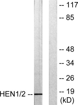 HEN1/2 rabbit pAb