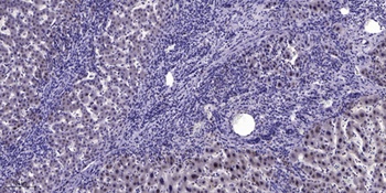 HEN1/2 antibody