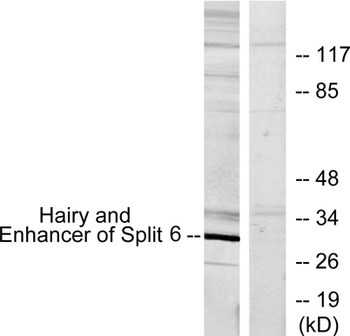 HES-6 antibody