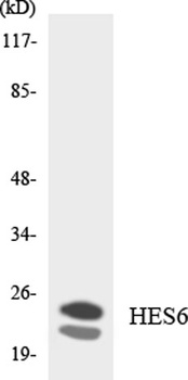 HES-6 antibody