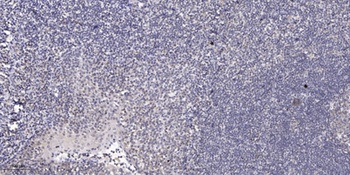 HES-6 antibody