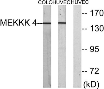 HGK antibody