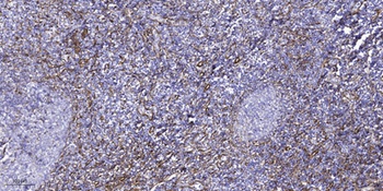 HisRS antibody