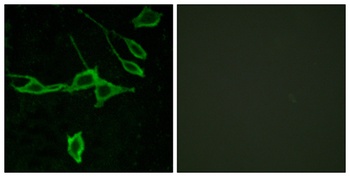 Histamine H1 Receptor rabbit pAb