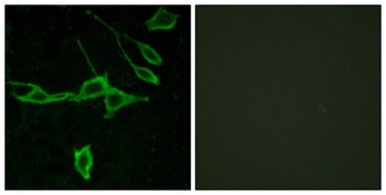 Histamine H1 Receptor antibody