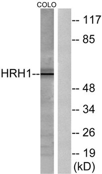 Histamine H1 Receptor rabbit pAb