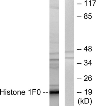 Histone 1.0 antibody