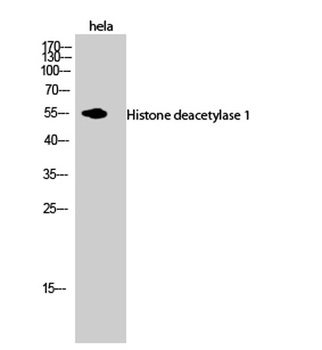 Histone deacetylase 1 antibody