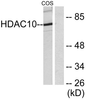 Histone deacetylase 10 antibody