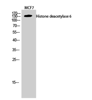 Histone deacetylase 6 antibody