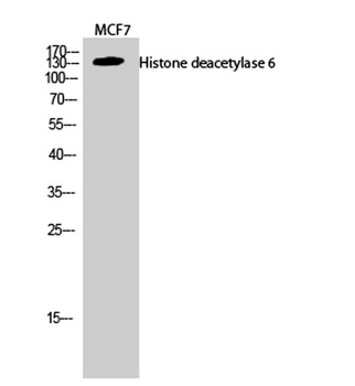 Histone deacetylase 6 rabbit pAb