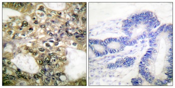 Histone deacetylase 6 rabbit pAb
