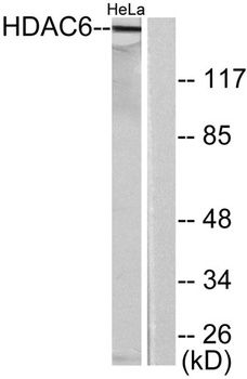 Histone deacetylase 6 rabbit pAb