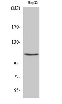 Histone deacetylase 9 antibody