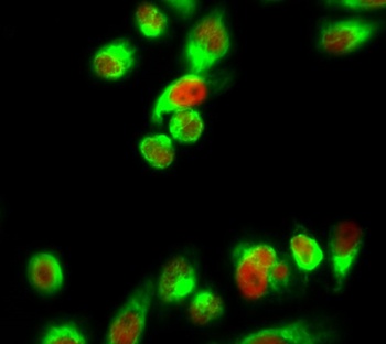 Histone H1 rabbit pAb