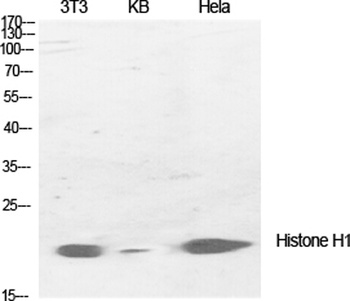 Histone H1 antibody