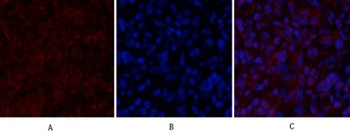 Histone H2A.X antibody