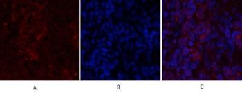 Histone H2A.X antibody