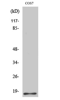 Histone H2B antibody