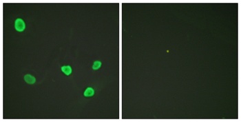 Histone H2B rabbit pAb