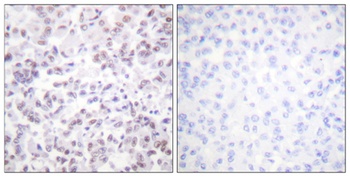 Histone H2B rabbit pAb