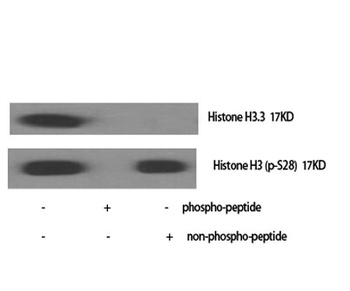 Histone H3.3 antibody