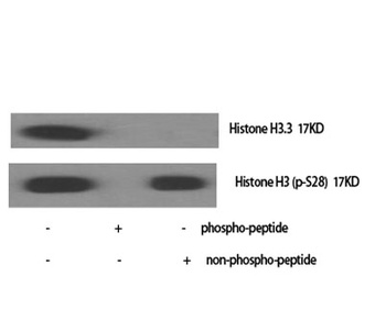 Histone H3.3 rabbit pAb