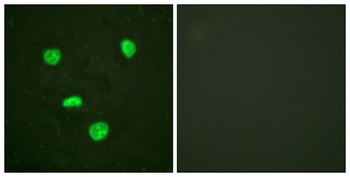 Histone H3.3 rabbit pAb