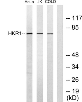 HKR1 rabbit pAb