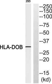 HLA-DOβ rabbit pAb