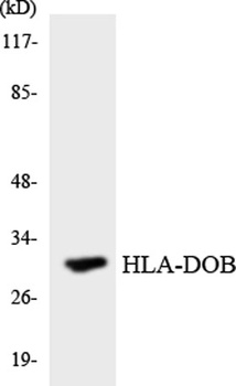 HLA-DOβ rabbit pAb