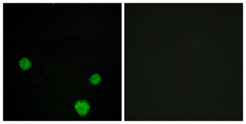 HLX1 antibody