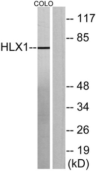 HLX1 antibody