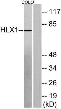 HLX1 rabbit pAb